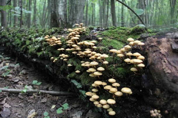 不能吃的蘑菇种植采用秋采用指已提到的人森林