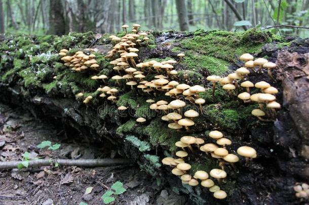 不能吃的蘑菇种植采用秋采用指已提到的人森林