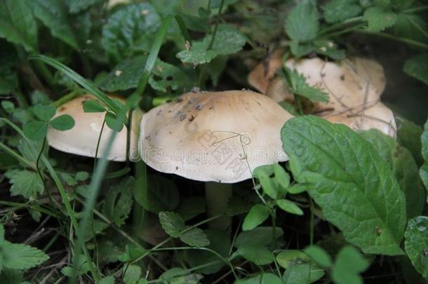 不能吃的蘑菇种植采用秋采用指已提到的人森林
