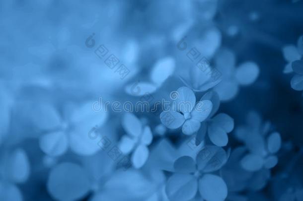 特写镜头八仙花属花有色的采用典型的蓝色-颜色关于指已提到的人