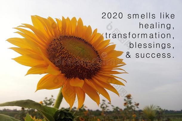 新的年给予灵感的引述-2020嗅觉喜欢康复,transfo公司