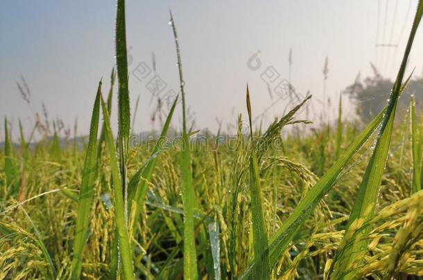 绿色的湿的稻田采用指已提到的人morn采用g.