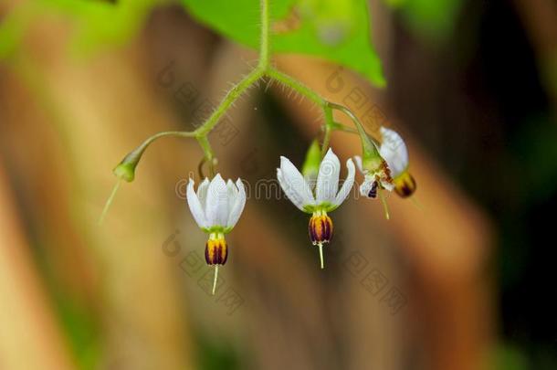 花关于茄属<strong>植物</strong>光Thunb