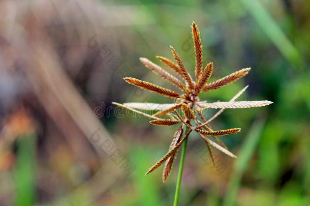 花关于砍刀,客户,铺床用草,蟋蟀,杂草,英文字母表的第19个字母