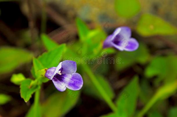 蓝色铜钱状珍珠菜或林德尼亚。Grandifl或a,