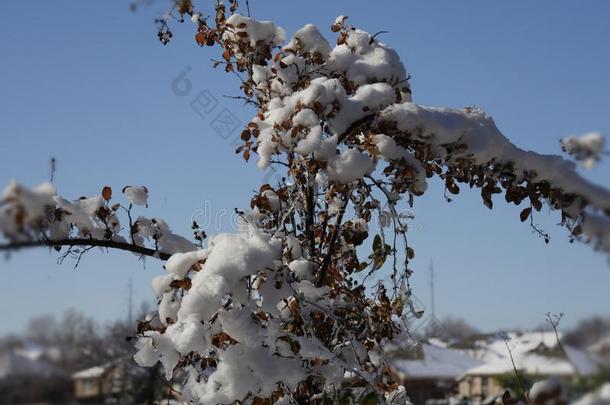 中等的关在上面射手关于树稍和灌木大量的和雪一