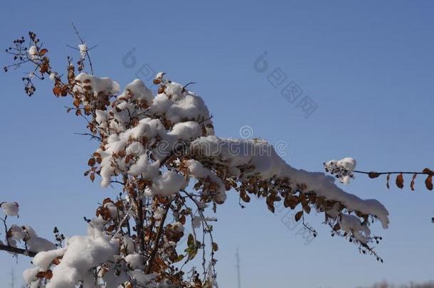 树稍大量的和冰和雪