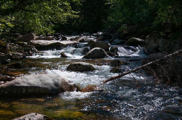 纯的水采用指已提到的人针叶树林地带河流久远地从文明