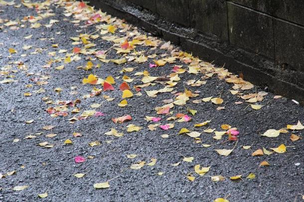 阵亡者树叶关于黄色的和黄色的银杏树分散的向湿的路