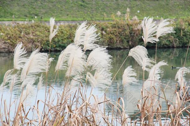日本人南美无树木的大草原草生长的向指已提到的人河边