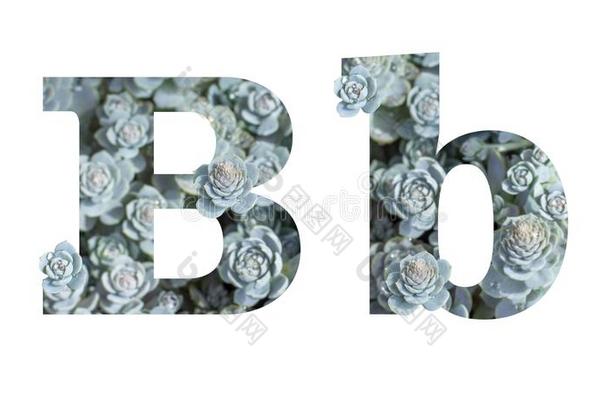 小写字母和大写字母盘信英语字母表的第2个字母是（be的三单形式是（be的三单形式olated向白色的背景