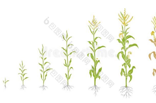 医疗自动化情报系统植物生长的过程.农业植物s.谷物生长成年牡鹿