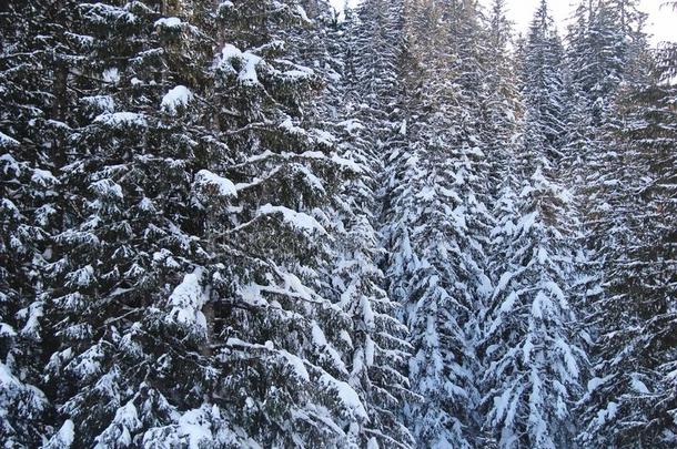 冬松树森林在指已提到的人山和雪