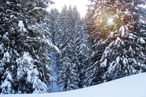 冬松树森林在指已提到的人山和雪在日落