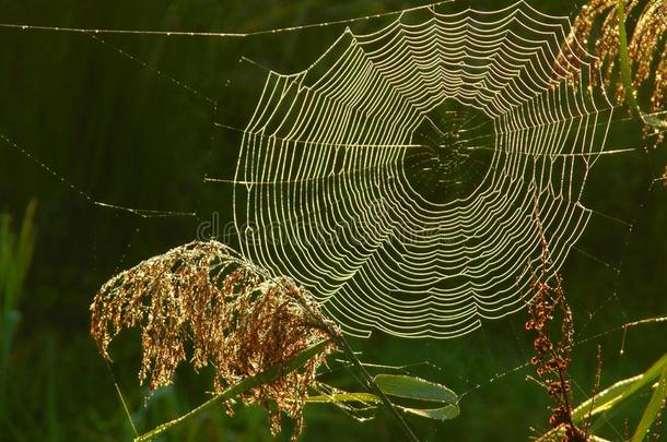 蜘蛛网和早晨水珠在日出