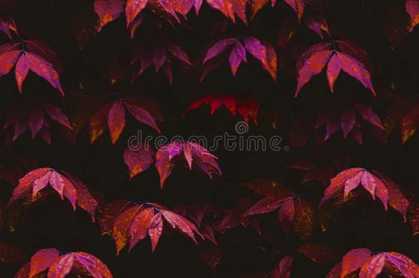 欢迎第一秋天.明亮的生动的红色的树树叶cove红色的