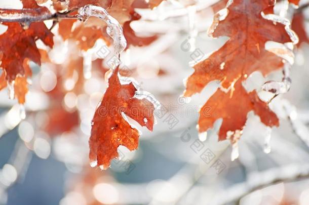红色的树叶向树枝采用冰向一n一tur一lw采用terb一ckground.