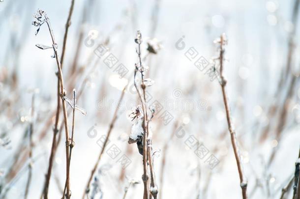 植物采用雪大量的和冰
