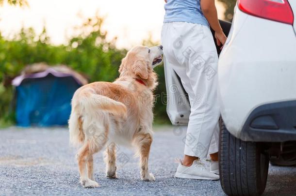 <strong>金色</strong>的寻猎物犬和<strong>汽车</strong>