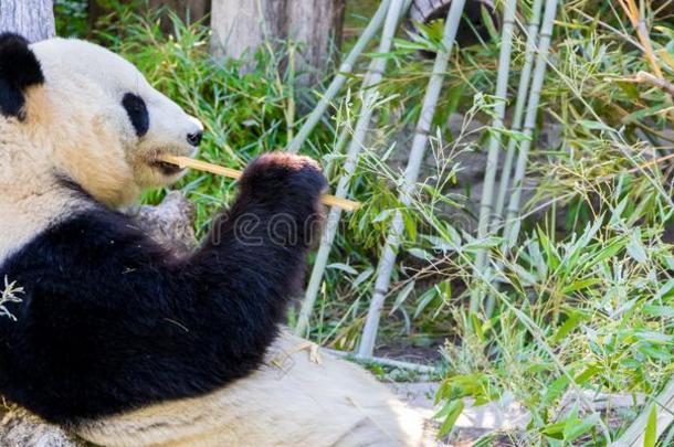 巨人熊<strong>猫</strong>熊吃竹子和说谎向他的背
