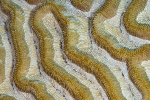 卵石脑珊瑚,<strong>根茎</strong>海鞘属纳坦,博内尔岛.加勒比海diverse不同的