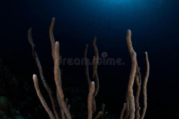 边缘现象礁关于珊瑚采用博内尔岛.加勒比海Div采用g假日