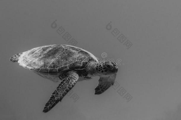 绿色的海龟,龟鳖目玛纳斯.博内尔岛.加勒比海跳水胡里节