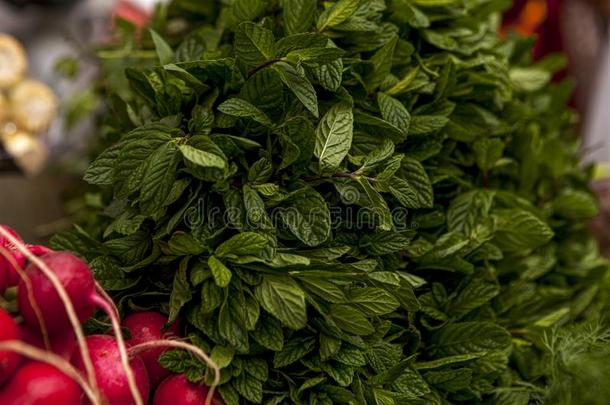 绿叶蔬菜香料为烹饪术新鲜的和有气味的小茴香洋葱西芹英语字母表的第13个字母