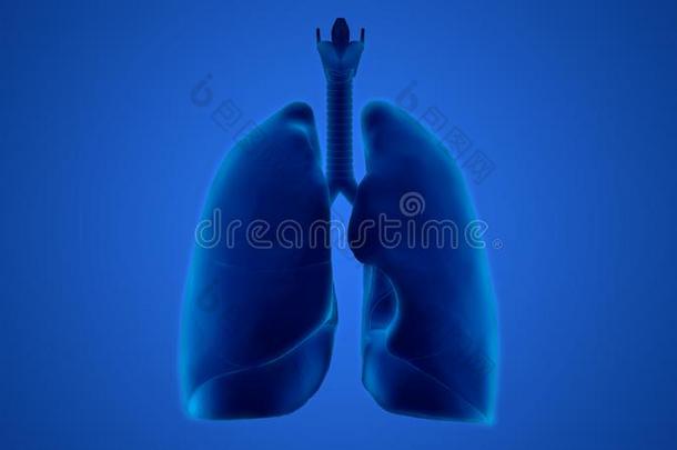 人国内的机构呼吸的体系肺解剖