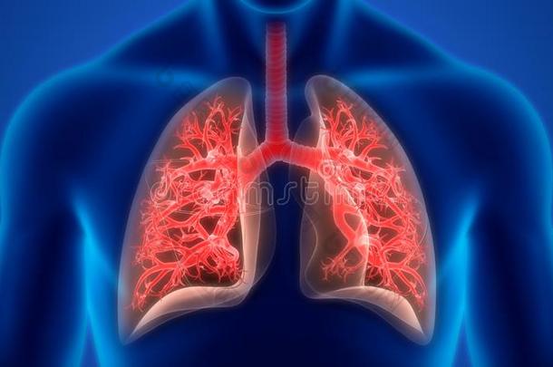 人国内的机构呼吸的体系<strong>肺解剖</strong>
