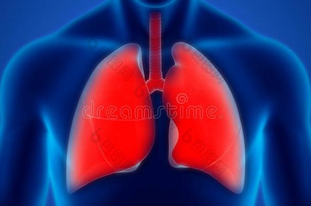人国内的机构呼吸的体系<strong>肺解剖</strong>
