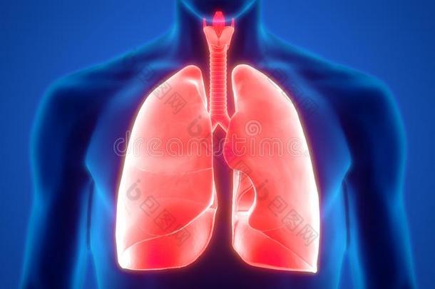 人国内的机构呼吸的体系肺解剖