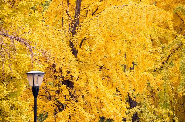 大街灯柱和黄色的树叶向银杏树采用指已提到的人后面