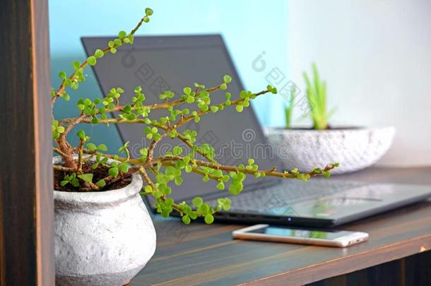 美丽的玉植物向一办公室书桌和办公室最好的