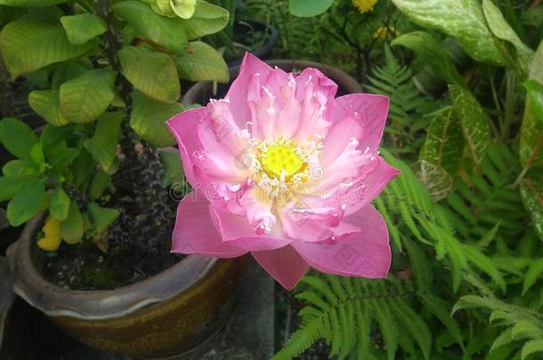 一粉红色的莲花花是（be的三单形式花.