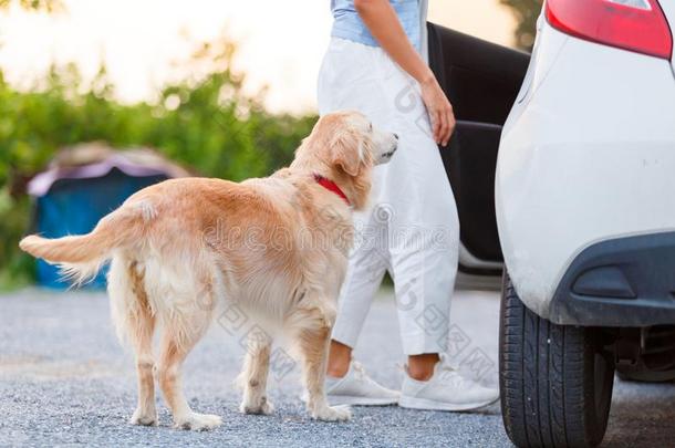 <strong>金色</strong>的寻猎物犬和<strong>汽车</strong>