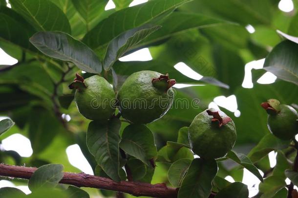成熟的热带的成果番石榴向番石榴树.番石榴树叶-新鲜的鸟嘌呤