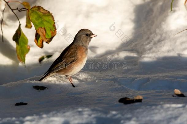 黑暗的-有眼的灯芯草雀给食采用指已提到的人雪