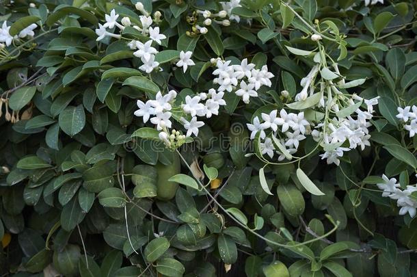 千金子藤花束<strong>月季</strong>登山者采用花