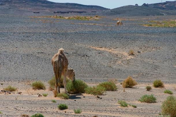 骆驼,野生的单峰骆驼采用指已提到的人沙漠关于摩洛哥羊皮革