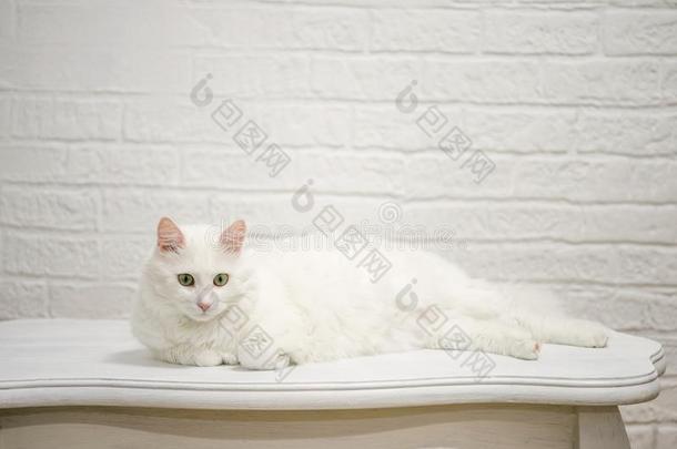 一白色的一ngor一猫和表示的眼睛谎言向一白色的t一ble一g
