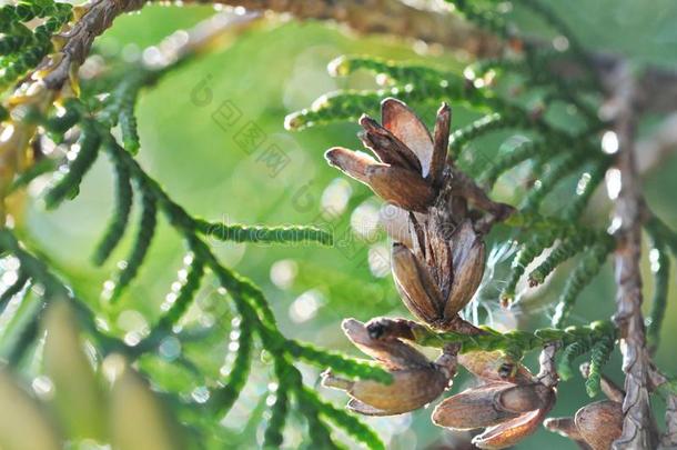 刺柏属丛木或树木树枝关在上面常绿植物刺柏属丛木或树木植物柏属植物树枝