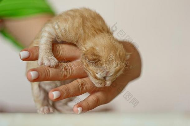 米黄色,小的,松软的漂亮的小猫采用指已提到的人手.num.一一星期老的新人的简称