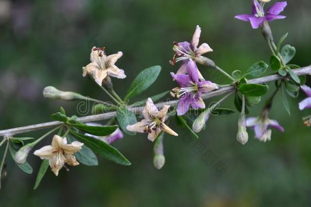 开花枸杞属枸杞