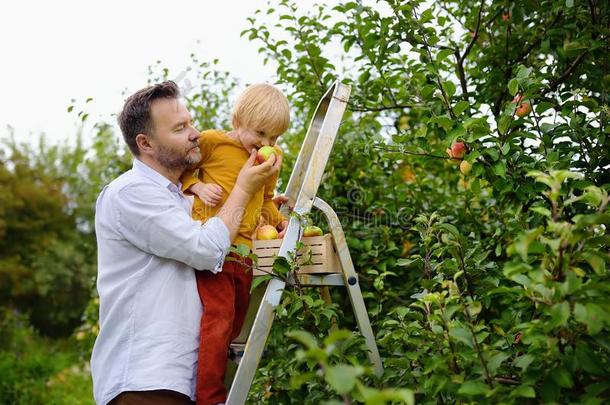 小的男孩和他的父亲采摘苹果采用果园.小孩stanchion支柱