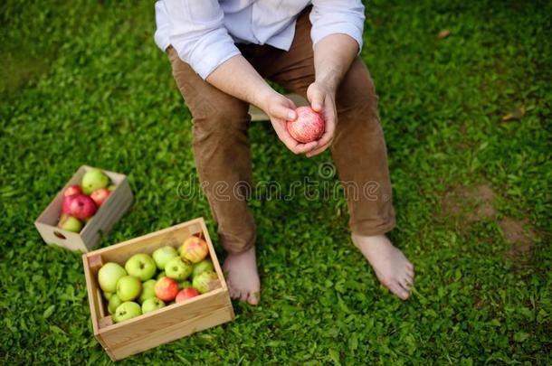 顶看法关于成熟的男人采摘苹果采用果园.人rest采用g
