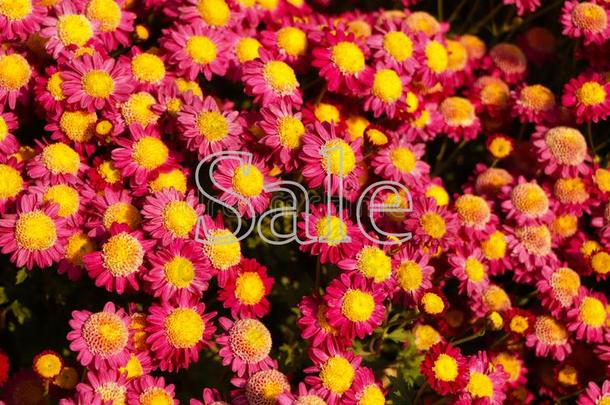 春季卖促销的横幅背景和富有色彩的花