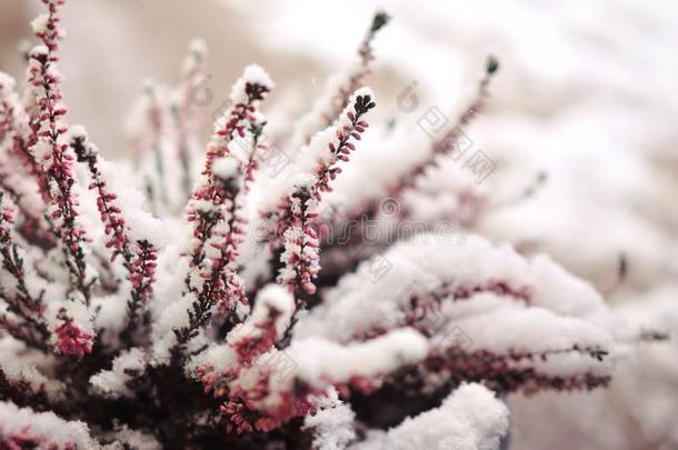 石南属植物花采用雪