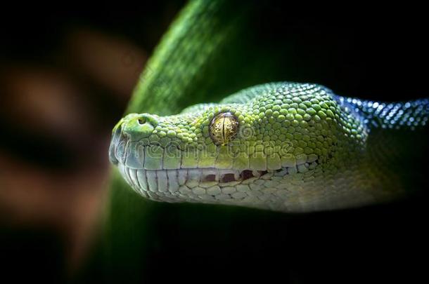 绿色的蛇采用动物园利贝雷茨