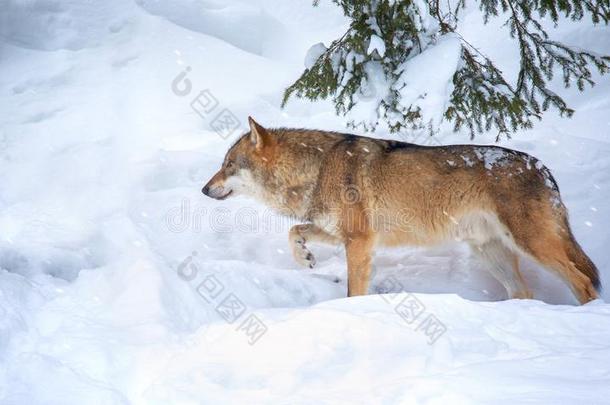 一孤单的木材狼或灰色的狼canister小罐狼疮步行采用指已提到的人法利